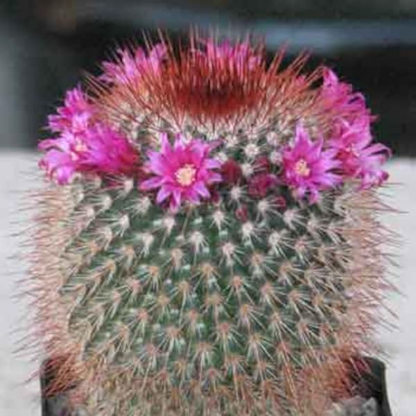 Mammillaria Spinossisima Cactus Plant