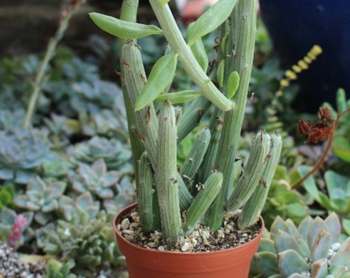 Seneccio Anteuphorbium Succulent Plant in 4 inch pot