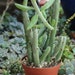 see more listings in the Succulent  Plants section