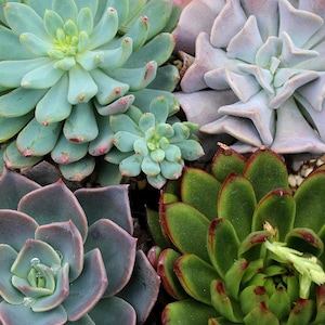 Mixed 4 Echeveria Rosette  Succulent Plants