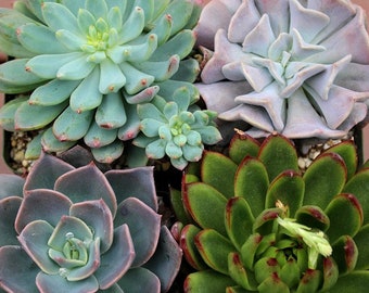 Mixed 4 Echeveria Rosette  Succulent Plants