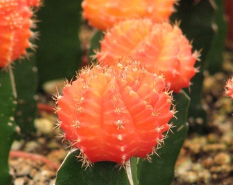 Grafted Orange Cactus Plant