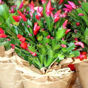 SALE Farm Fresh Christmas Cactus Schlumbergera Bridgesii Gift Plant Free Shipping Pink or Red