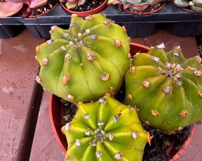 Echinopsis  clumping trio Cactus Plant