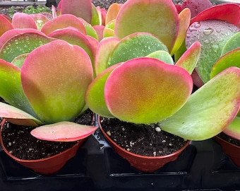 Kalanchoe Thyrsifolia Flap Jack Succulent Plant add color to your garden