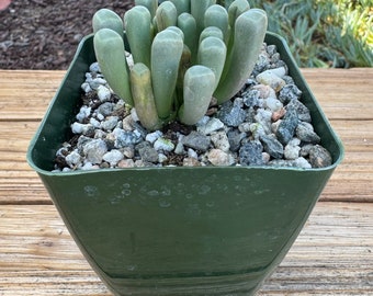 Fenesteria Baby Toes New Crop Succulent Plant 4 inch pot