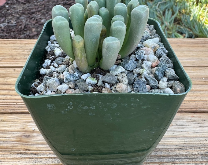 Fenesteria Baby Toes New Crop Succulent Plant 4 inch pot