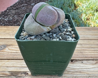 Pleiospilos Neli Succulent Plant