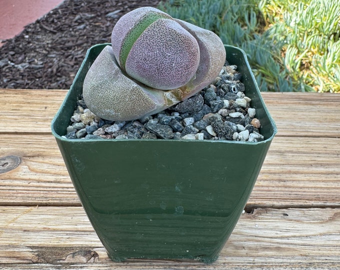 Pleiospilos Neli Succulent Plant