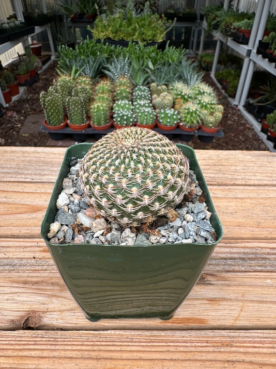 happy birthday cactus Birthday Cactus