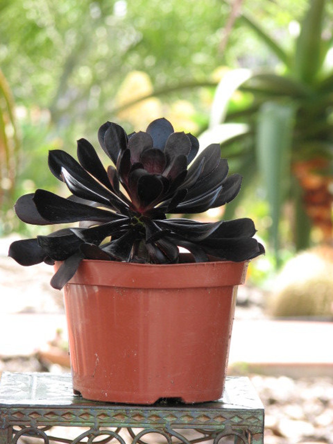 Aeonium Zwarkof Succulent Plant - Etsy