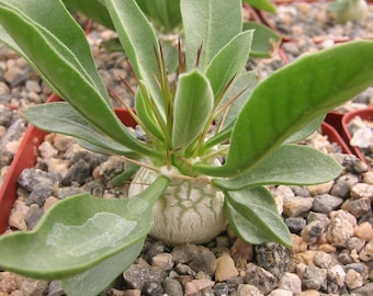Pachypodium Namaquantum Succulent Plant