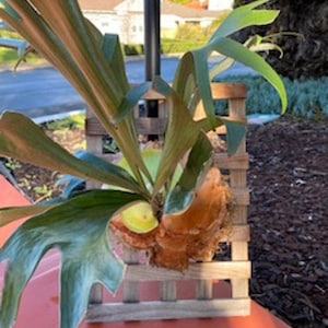 Stahorn Fern, wall plant, exotic plant