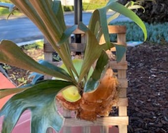 Stahorn Fern, wall plant, exotic plant