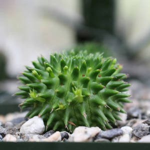 Euphorbia Suzannae Baby Succulent Plant