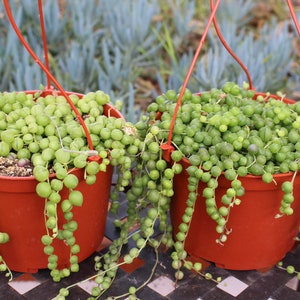 Hanging String of Pearls New crop Succulent Plant