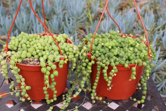 Hanging String of Pearls  Succulent Plant
