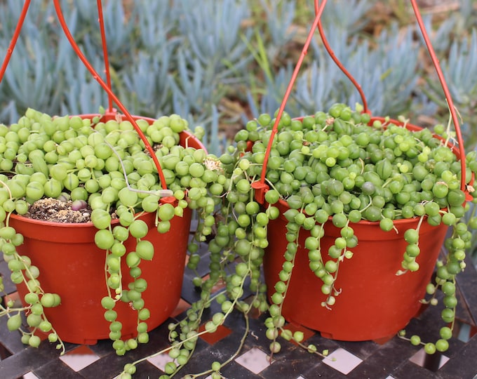 Hanging String of Pearls  Succulent Plant