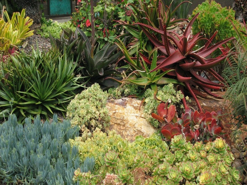 Landscape Special 8 Succulent Plants, Low Water, Low Maintenance