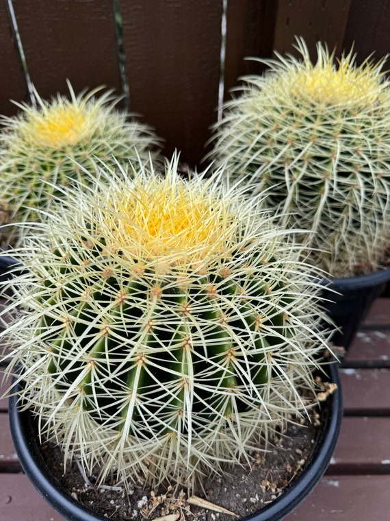 Echinocactus Grusonii Large Cactus Plant - Etsy