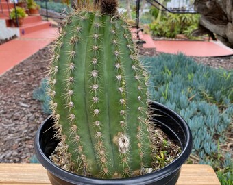 Lobivia Hybrid blooming Cactus Plant 11 inches tall, landscape cactus plant