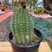 see more listings in the Cactus Plants section