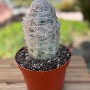 Orocereus Trollii Cactus Plant mec in 6 inch pot