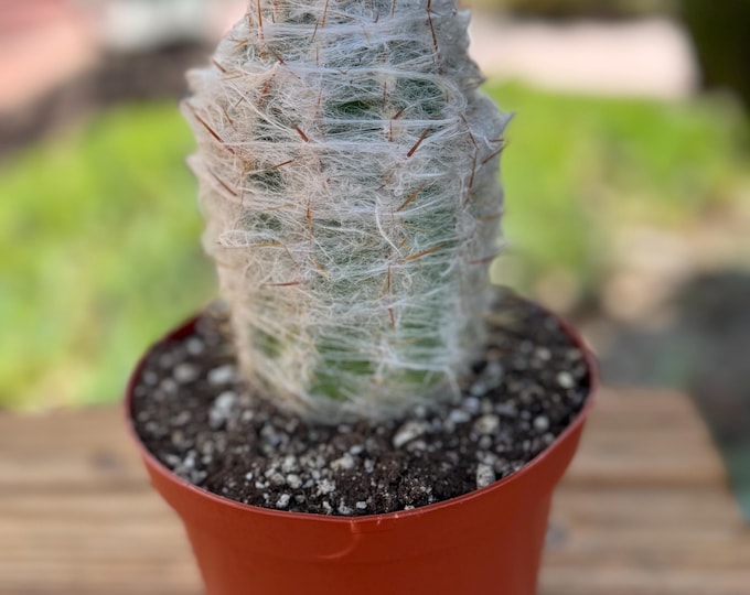 Orocereus Trollii Cactus Plant mec in 6 inch pot