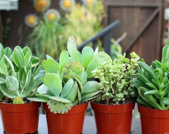 Mixed 4 Succulent Succulent Plants