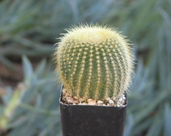 Three little Notocactus Leneinhauseaii Cactus Plants