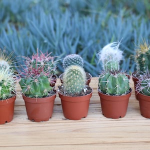 Three Mini Cactus Plant, potted mini cactus