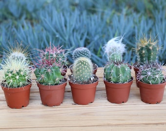 Three Mini Cactus Plant, potted mini cactus