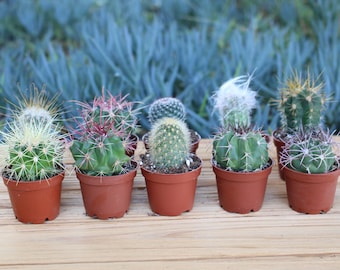 Ten Mini Cactus Plant