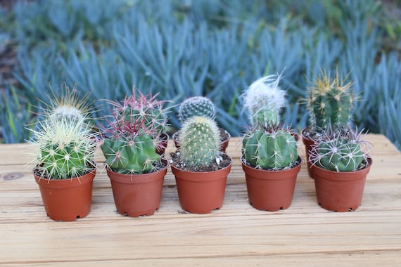 Three Mini Cactus Plant, potted mini cactus