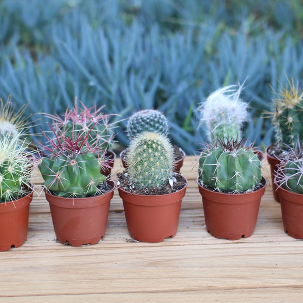 Ten Mini Cactus Plant