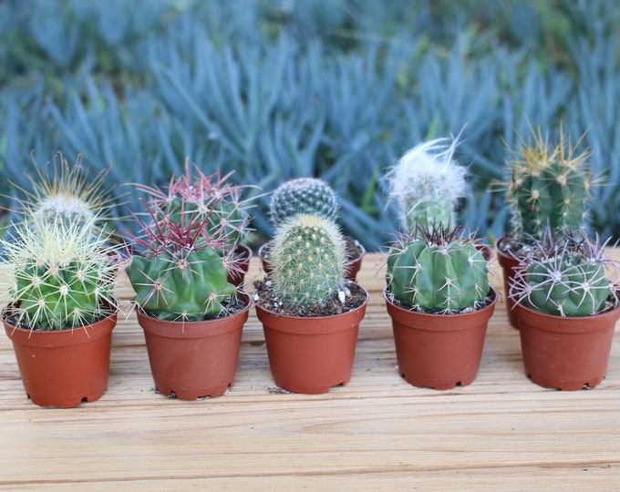 Potted Mini Cactus Plants, Unique Variety Set of 3