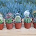 see more listings in the Cactus Plants section