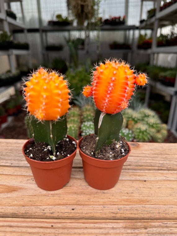 Grafted Orange Cactus Plant - Etsy