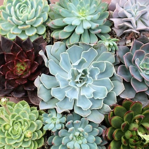 May include: A collection of succulent plants in various shades of green, red, and purple. The plants are arranged in a group, with some overlapping. The succulents are in small pots, and the pots are arranged in a grid pattern.