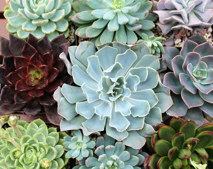 Six Pack Echeveria Rosettes Succulent Plants 4 inch Pots Value pack