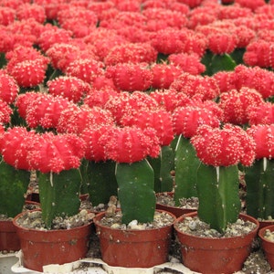 Grafted Red Cactus Plant