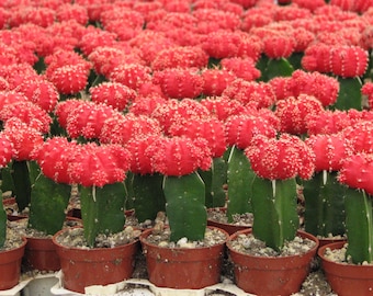 Grafted Red Cactus Plant