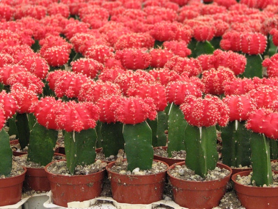 prickly cactus Opuntia polyacantha 'Browse Pink'