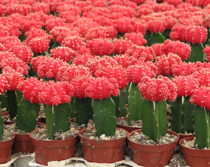 Grafted Red Cactus Plant