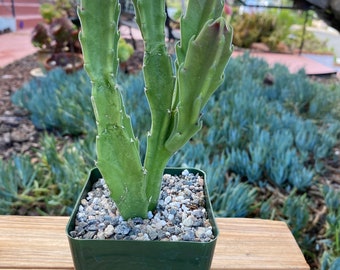 Stapelia Grandifolia Succulent Plant