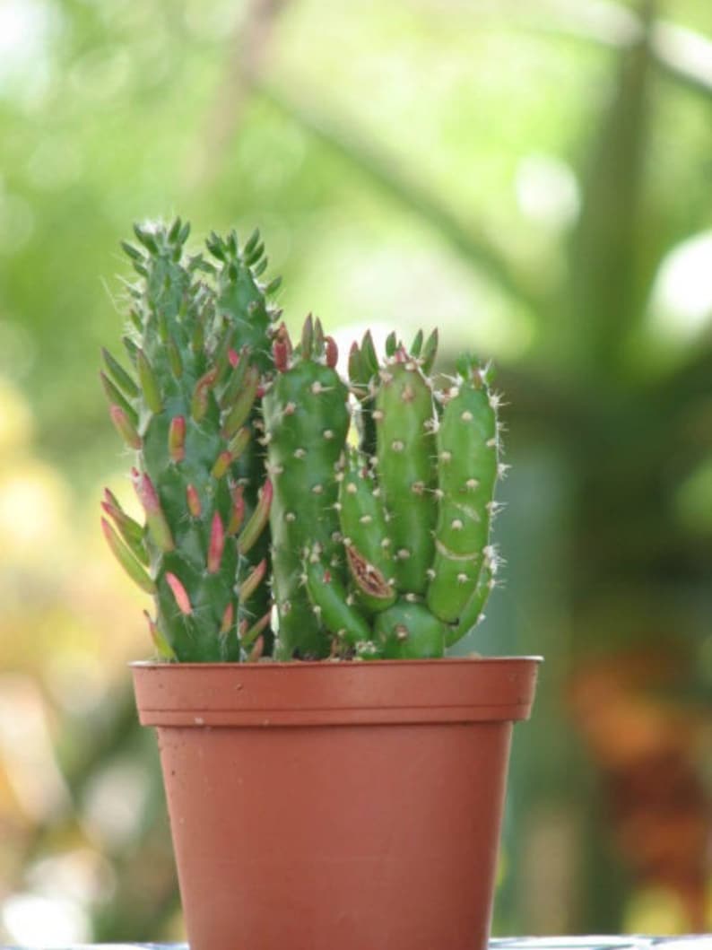 Opuntia Subviolata Cactus Plant