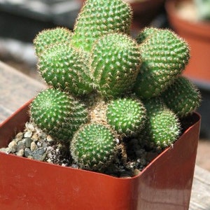 Rebutia Perplexa Cactus Plant