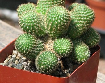 Cactus Rebutia Perplexa