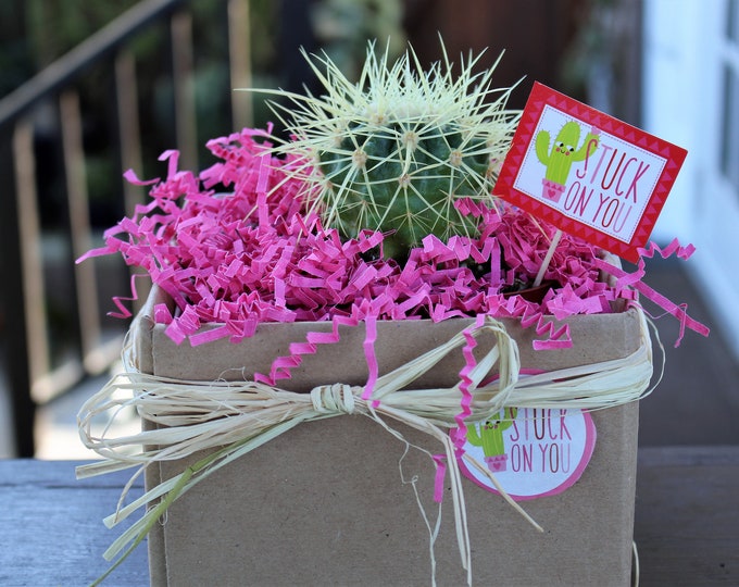 Cactus 4 inch Plant Gift Stuck on You