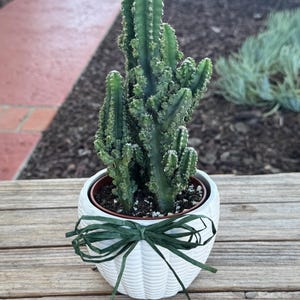 May include: A green, multi-stemmed columnar cactus planted in a white, textured ceramic pot. The pot features a decorative, dark green raffia bow tied around its center, contrasting with the ribbed, rounded surface of the container.